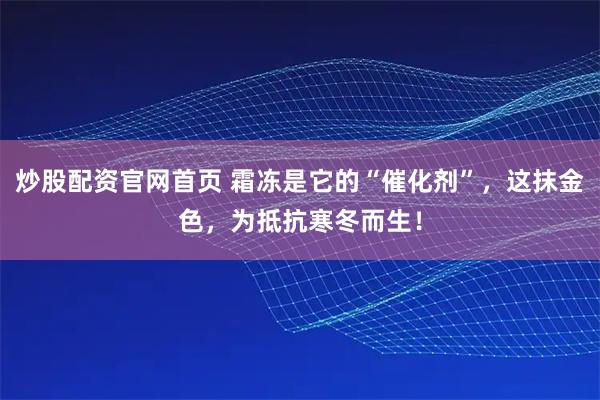 炒股配资官网首页 霜冻是它的“催化剂”，这抹金色，为抵抗寒冬而生！